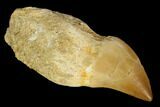Fossil Rooted Mosasaur Tooth - Morocco #116930-1